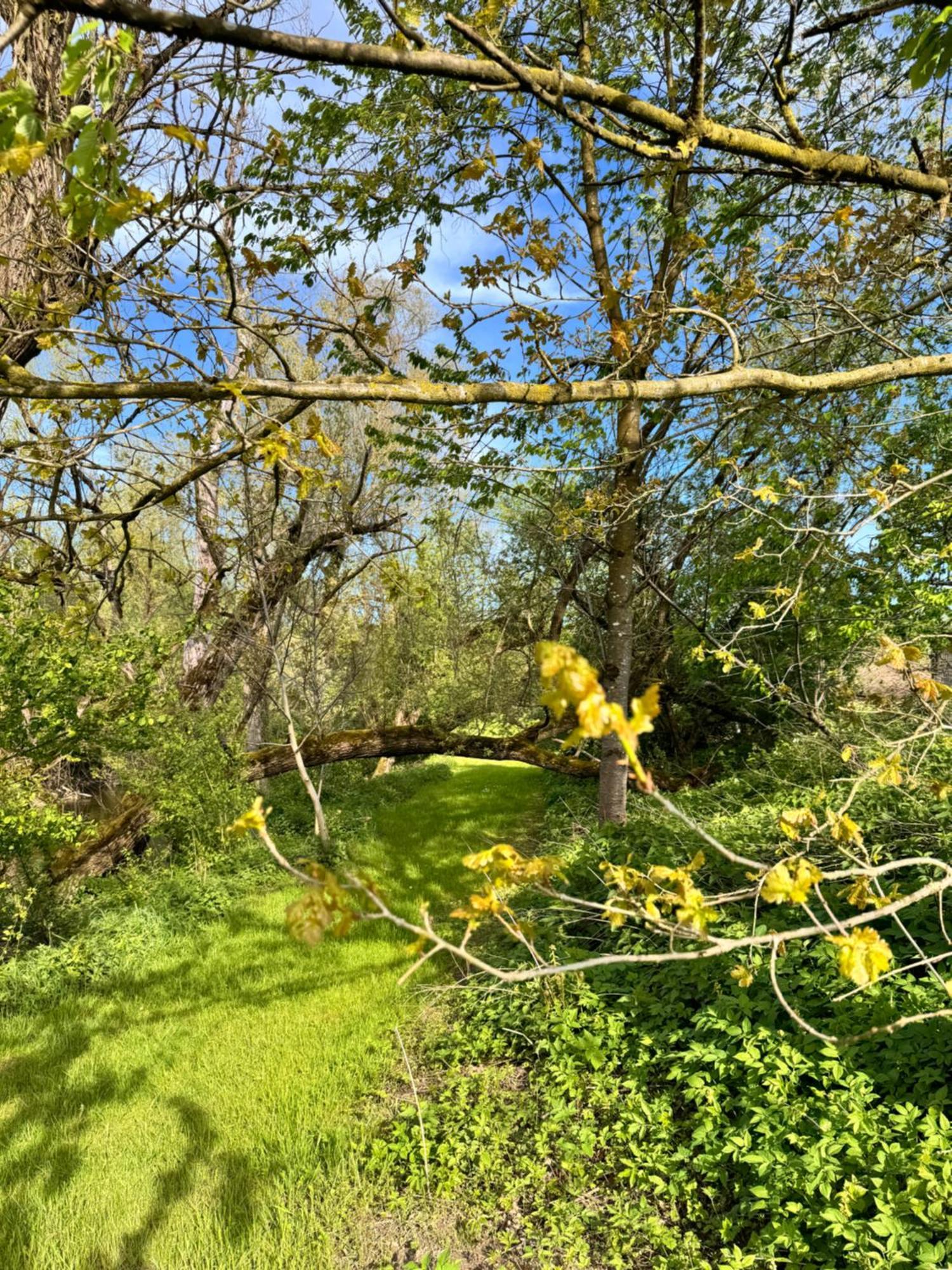 Am Flussgarten Eriskirch Buitenkant foto