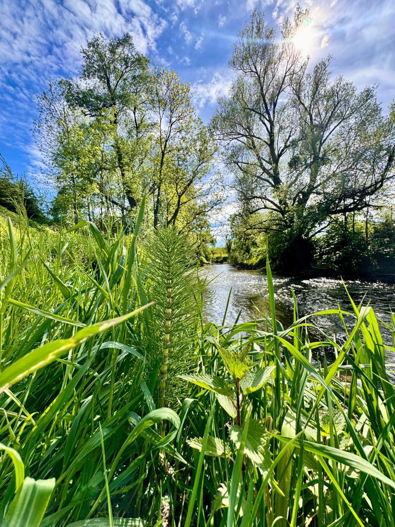 Am Flussgarten Eriskirch Buitenkant foto